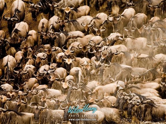 2027-08-09 Tanzania The Great Migration 6N - Travel with Xpert Buddy